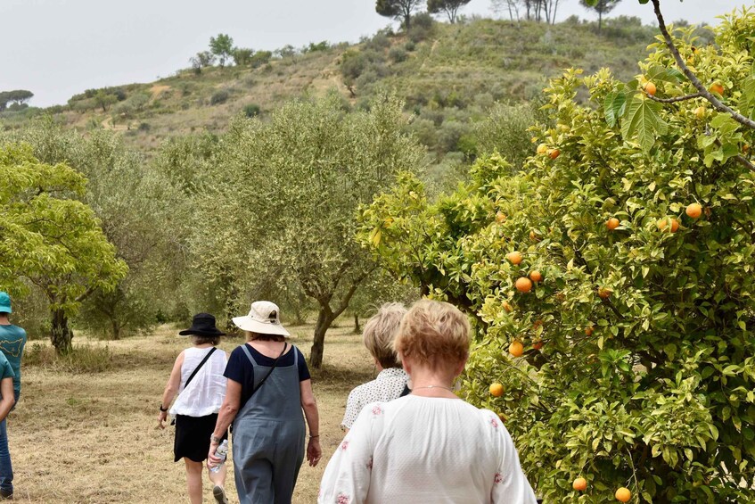 A group of people walking through an orchard with orange trees. 3
