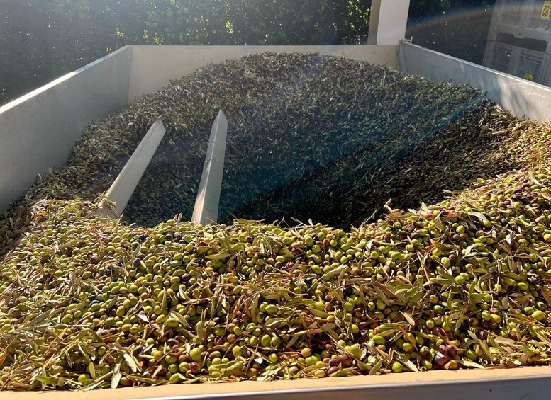 A large container filled with olive leaves and olives. 4
