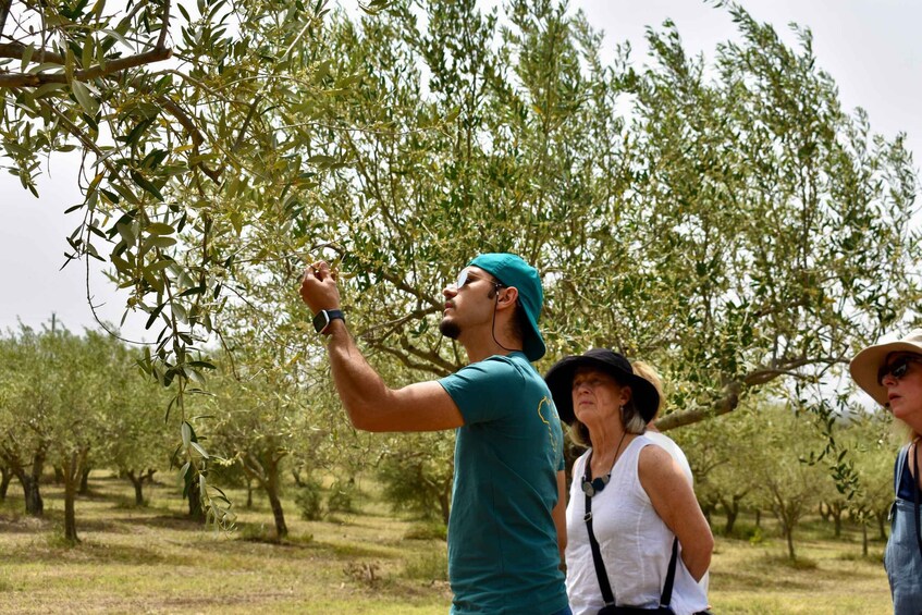 A person in a green shirt and cap reaching up to a tree in an orchard. 1