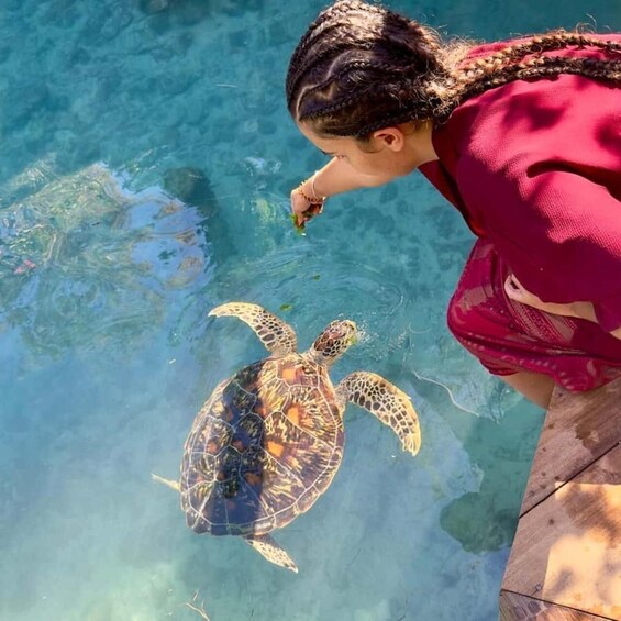 A person feeding a sea turtle in a clear pool. 4