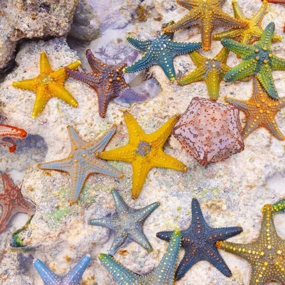 A variety of starfish on a sandy seabed with rocks. 1