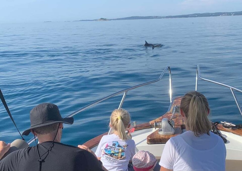 Rovinj: Sunset Dolphin Tour 3