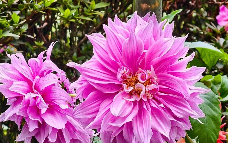 A pink flower with multiple petals and a visible center. 2
