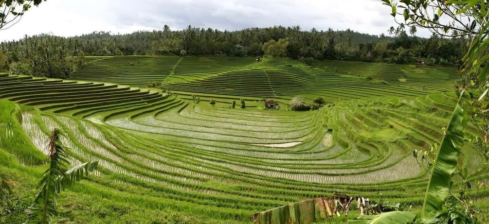 Terraced rice fields with a forested background. 3