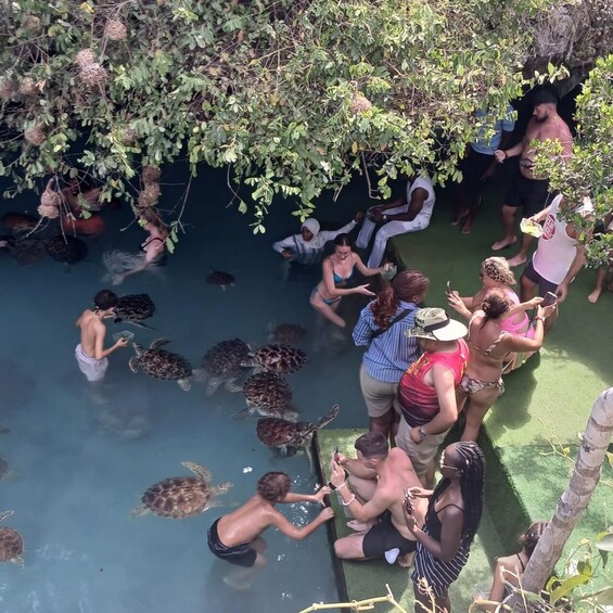 People interacting with sea turtles in a shallow water area surrounded by trees. 1