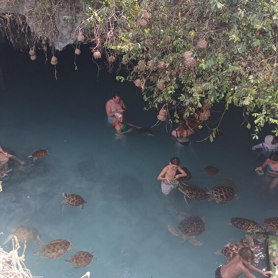 People interacting with turtles in a water body surrounded by vegetation. 3