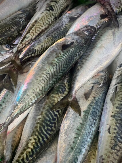 A variety of fish with distinct patterns and scales. 4
