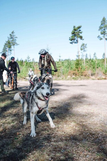 A husky on a leash, a person riding a bike, and another person walking a dog on a dirt path with trees in the background. 2