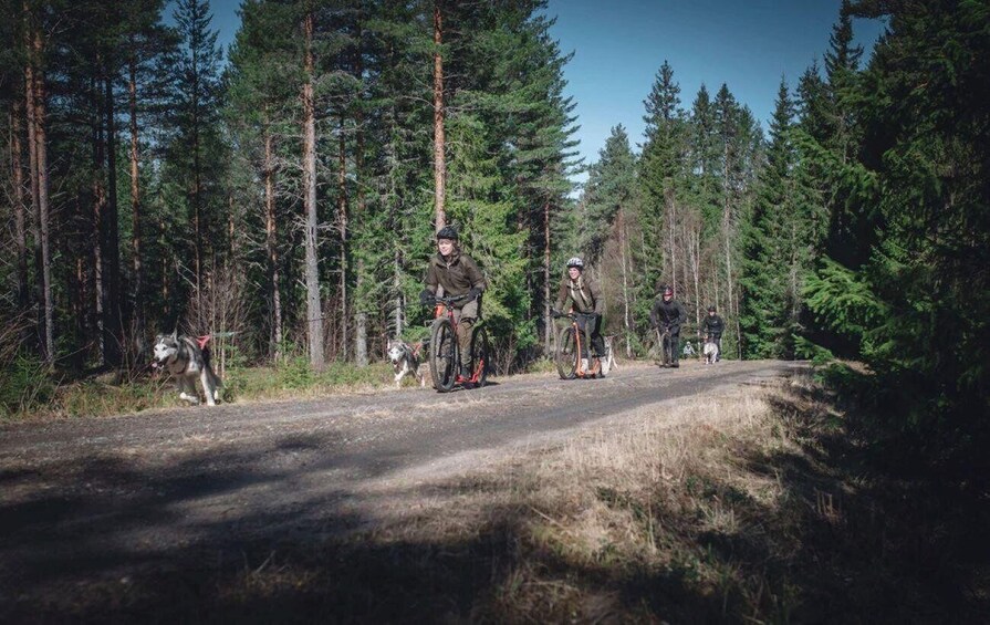 A group of cyclists on a forested trail with tall trees and a dog. 1