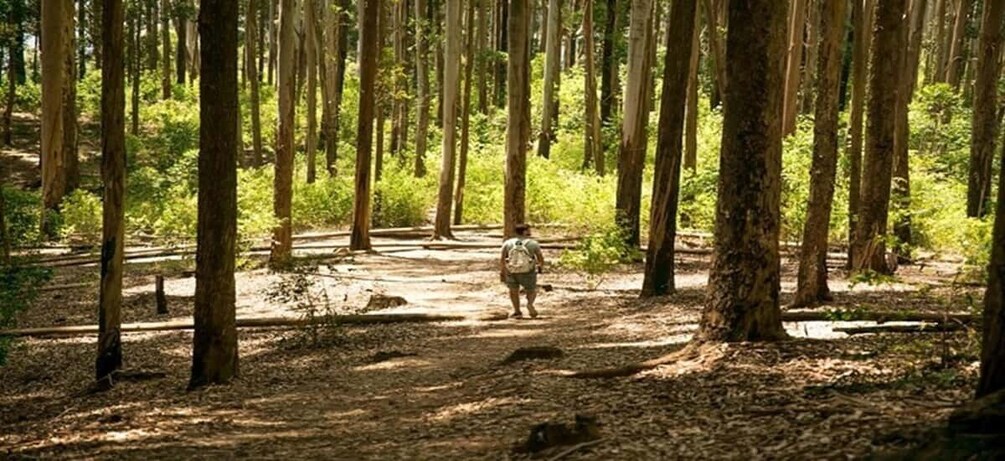 A forest with a person walking on a dirt path. 2