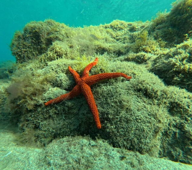Picture 3 for Activity Fuerteventura: Las Playitas Snorkeling Tour with Boat Ride 2
