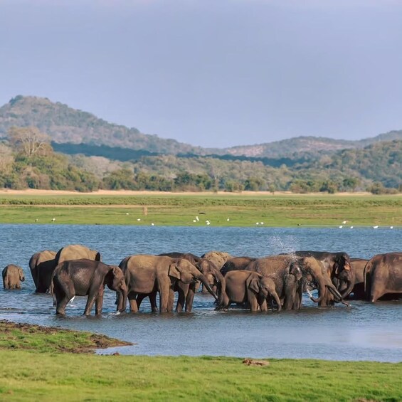 A herd of elephants wading in a river with a green landscape and hills in the background. 1