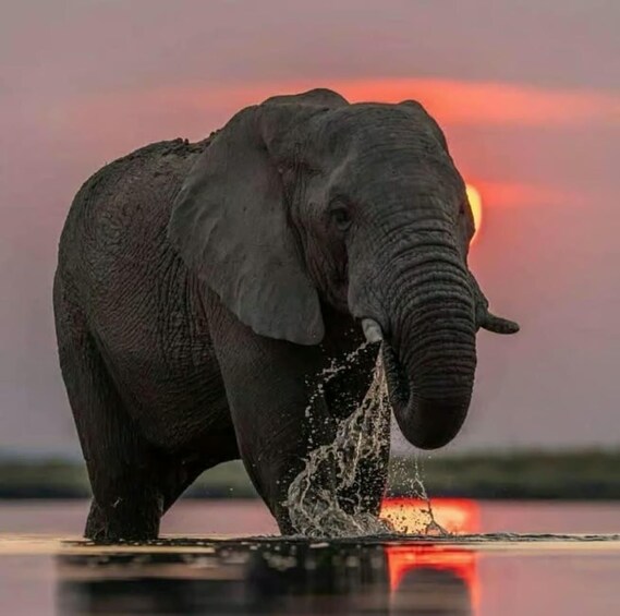 An elephant splashing water. 2