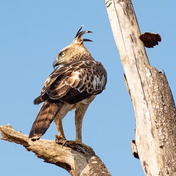 A bird perched on a branch. 3