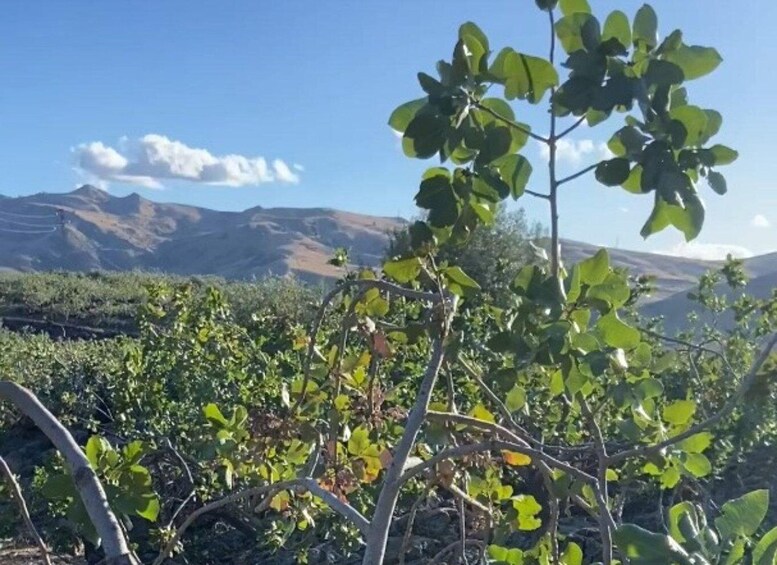 Picture 5 for Activity Bronte: PDO pistachio grove tour with local outdoor food tasting 4