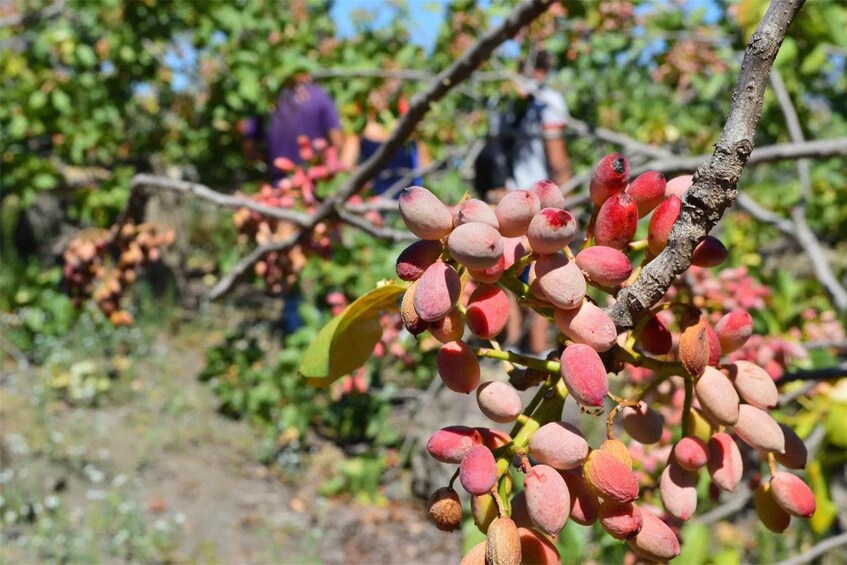 Bronte: PDO pistachio grove tour with local outdoor food tasting 1