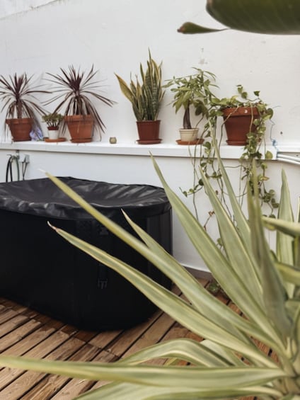 A collection of potted plants on a white wall and a black object on a wooden floor. 1