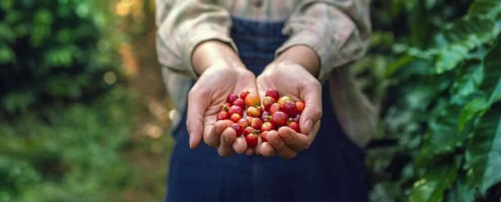 A person holding a handful of red and green berries. 1