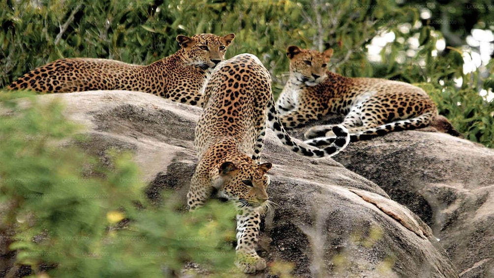 Three leopards resting on large rocks in a natural setting. 5