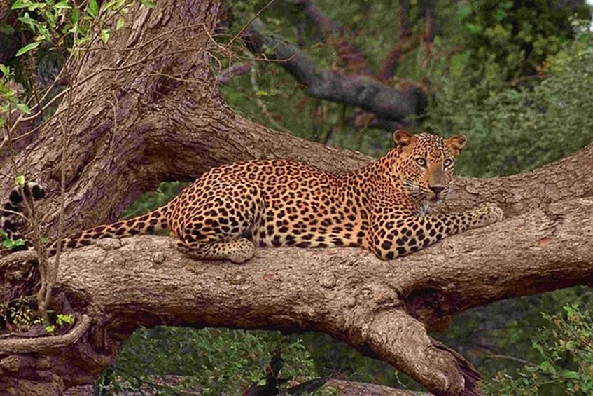 A leopard resting on a tree branch in a forested area. 1