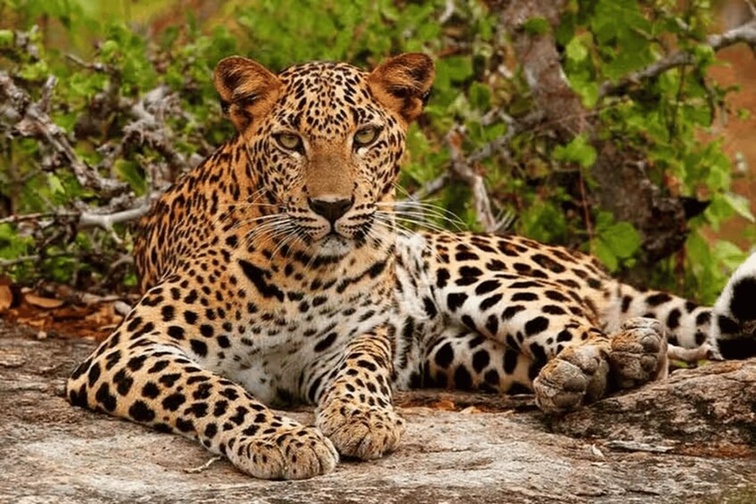 A leopard lying on a rock with dense foliage in the background. 2
