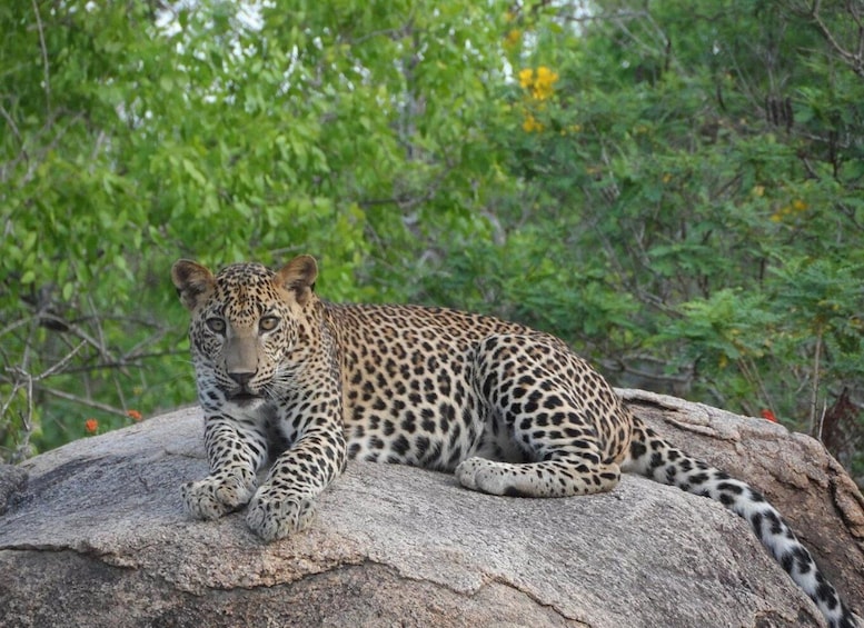 A leopard resting on a rock with dense foliage in the background. 3