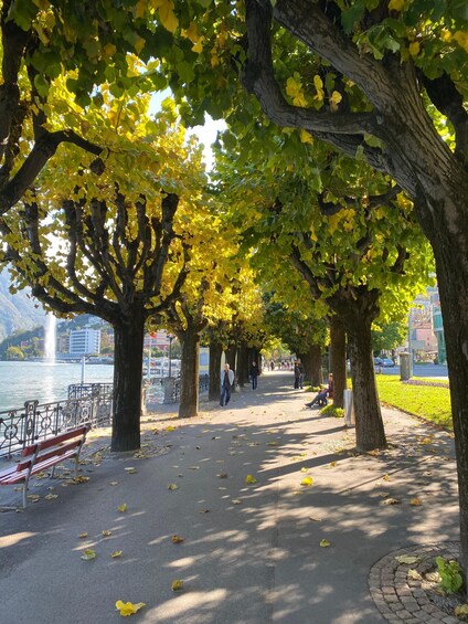 A park with trees, a bench, a path, and a body of water in the background. 3