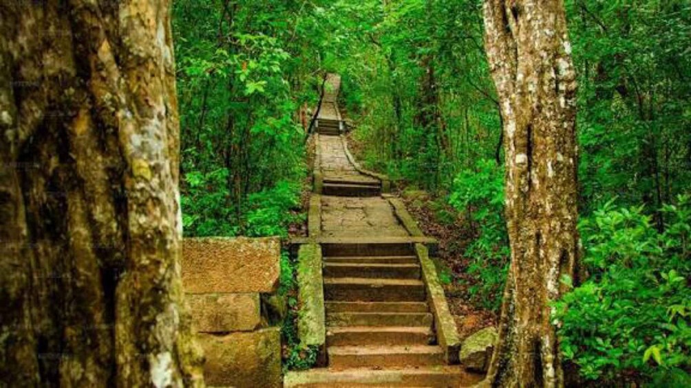A stone staircase leading into a forest. 1