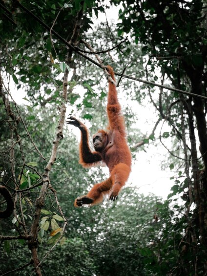 An orangutan hanging from a tree branch in a dense forest. 1