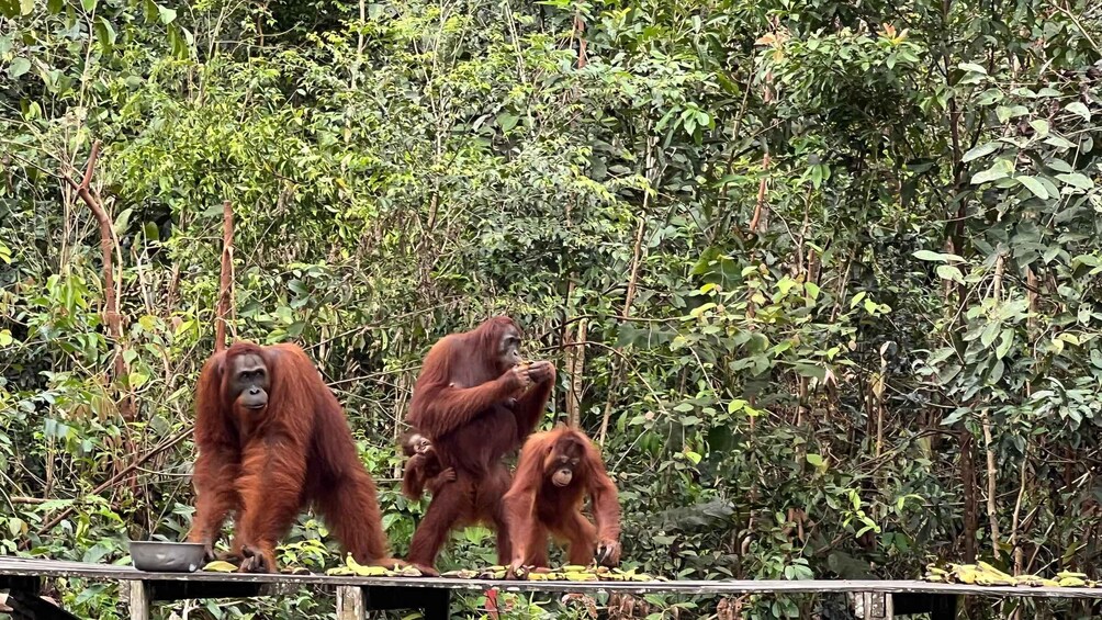 Three orangutans on a platform surrounded by dense green foliage. 4