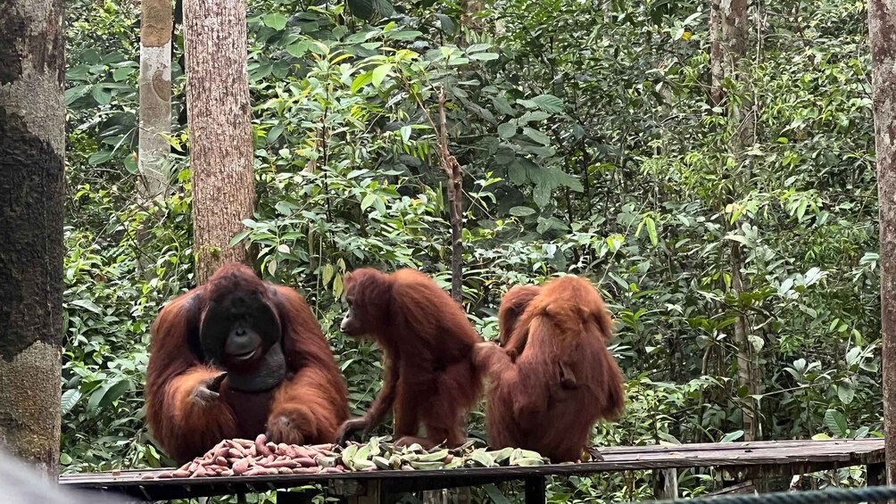 Orangutans in a forested enclosure with a feeding table. 2