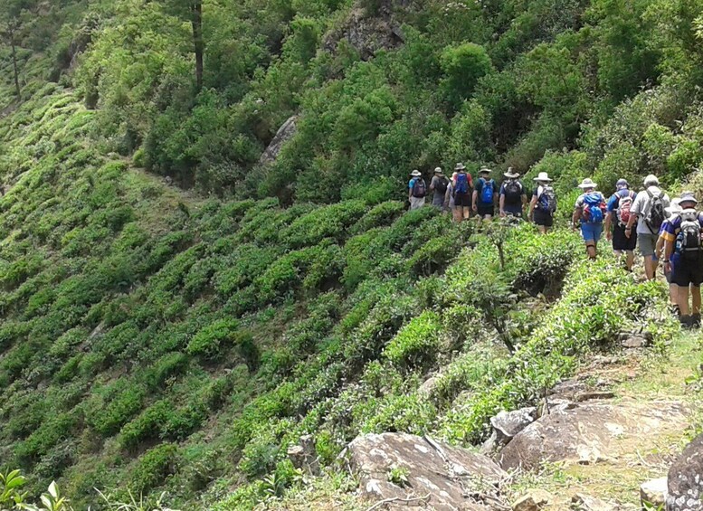 A group of hikers on a steep, rocky trail surrounded by dense greenery. 5