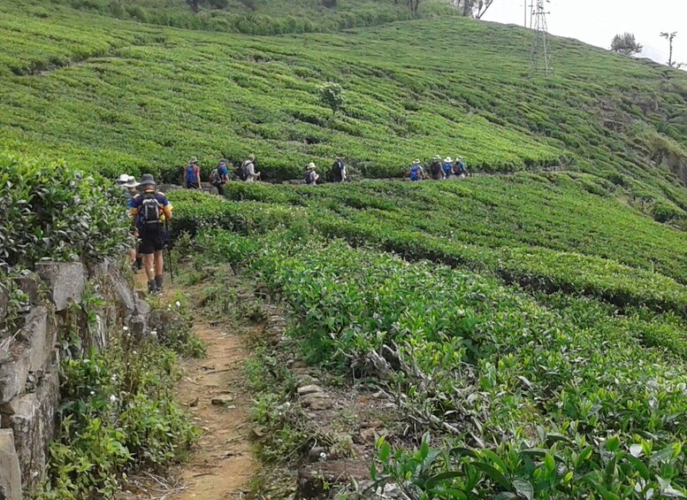A group of hikers on a dirt path through a lush green tea plantation. 3