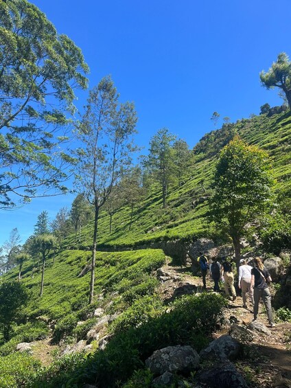 A group of hikers on a rocky hillside with lush greenery and trees. 1