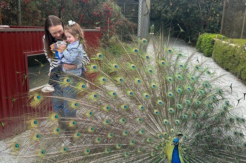 Private Swan Valley Family Fun Day Wildlife Chocolate and Winery 4
