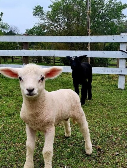 Porto Alegre: Rural Day Use, Farm Animal Tour & Gaúcho Snack 1