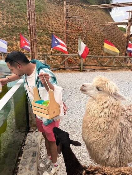 A person feeding a llama at a zoo enclosure with flags in the background. 2