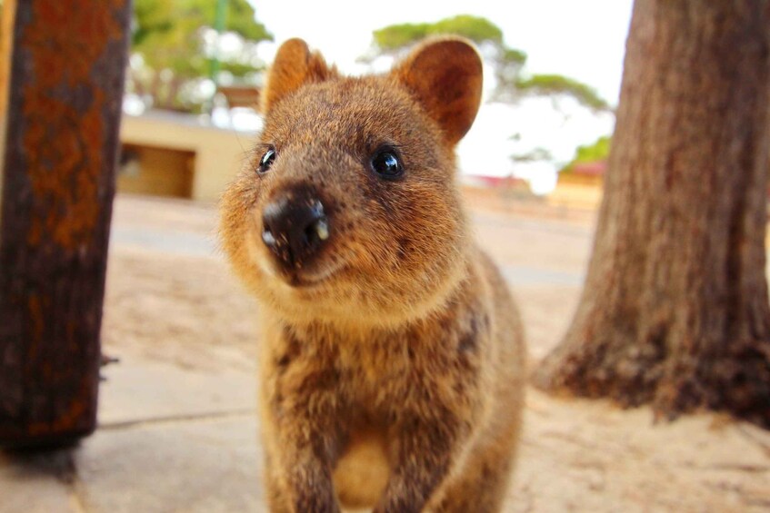 A quokka with a sandy background and a tree trunk. 5