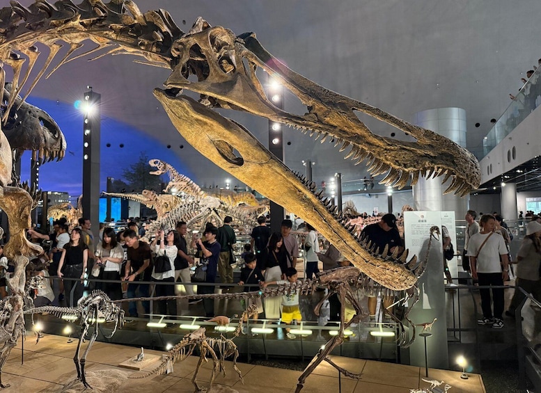 A dinosaur exhibit with large skeletons on display. 1