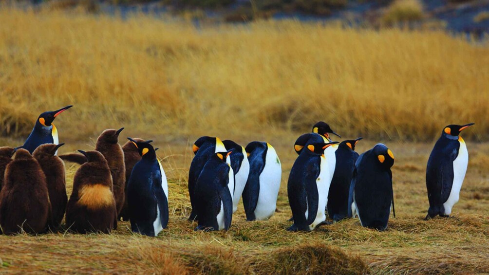 A group of penguins on a grassy field. 1
