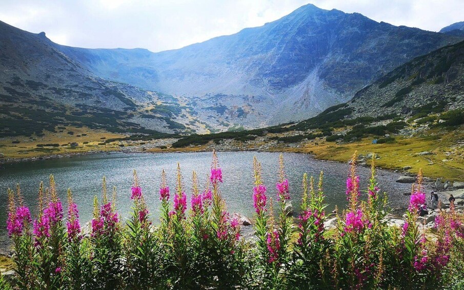 A mountainous landscape with a lake and vibrant pink flowers in the foreground. 2