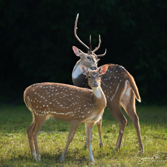 Two deer with spotted coats and antlers in a grassy field. 1