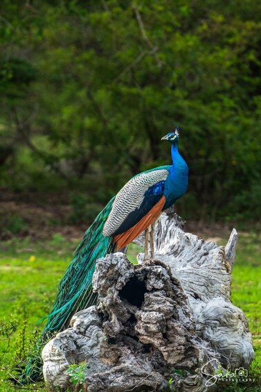 A peacock standing on a tree stump in a green forest. 3