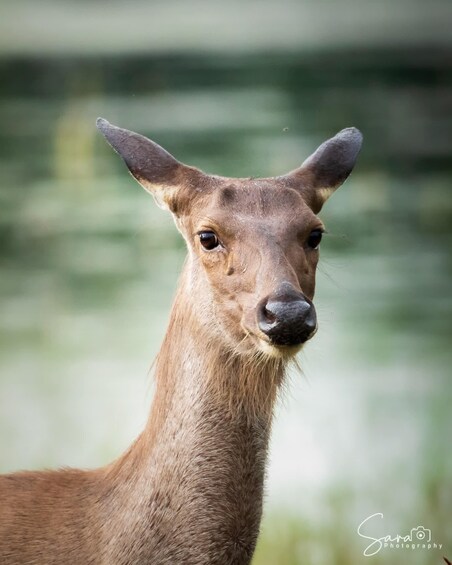 A deer with large ears and a brown coat, standing in a natural setting with greenery in the background. 5
