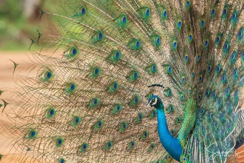 A peacock with a vibrant blue neck and a full display of green and blue tail feathers. 2