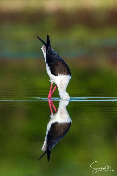 A bird with black and white plumage standing in water, reflecting its image. 4