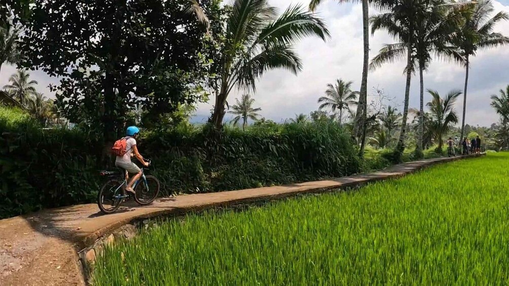 A person riding a bicycle on a narrow path beside a lush green field. 3