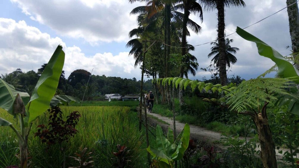 A rural landscape with a dirt path, lush greenery, palm trees, and a vehicle in the distance. 5