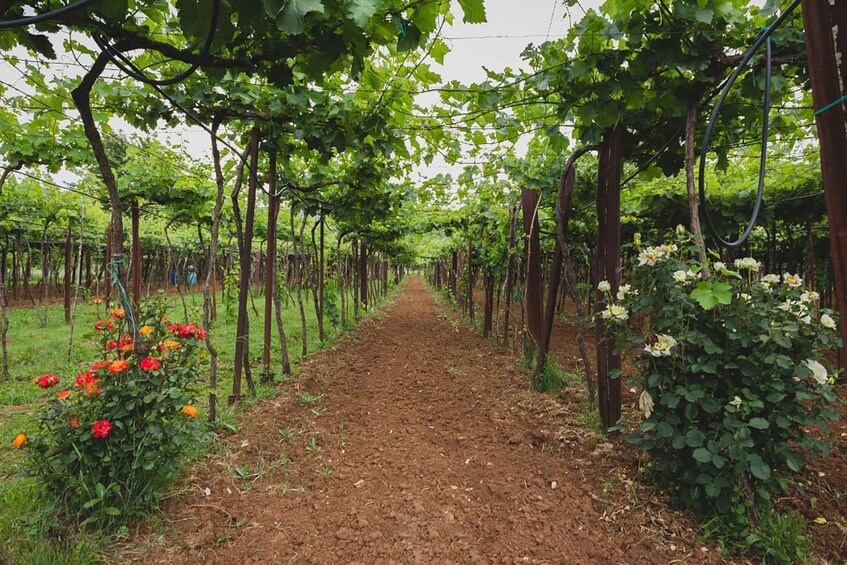 A vineyard with rows of grapevines and flowering plants along a dirt path. 2
