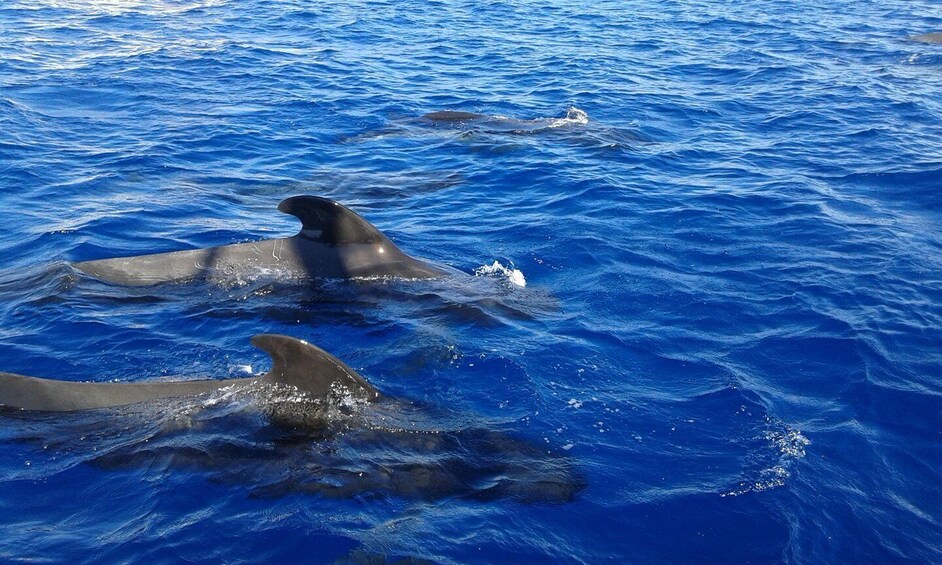 Two dolphins swimming in the ocean. 4